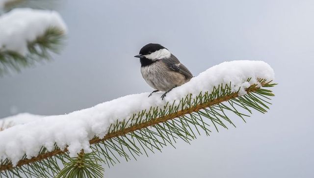 Black-capped tit perching on snowy pine branch, winter backyard bird close-up