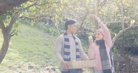 Young couple harvesting lemons under sunlit trees holding wicker basket and plucking fruit