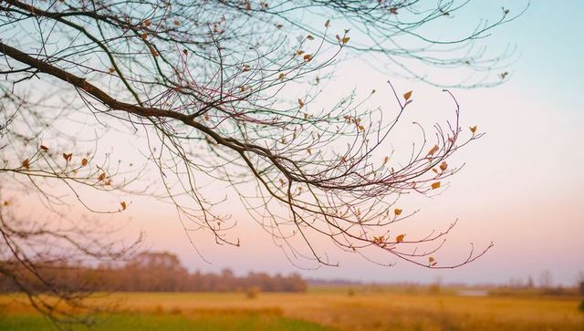 Delicate autumn branch arching over pastel countryside at sunset holding golden leaves