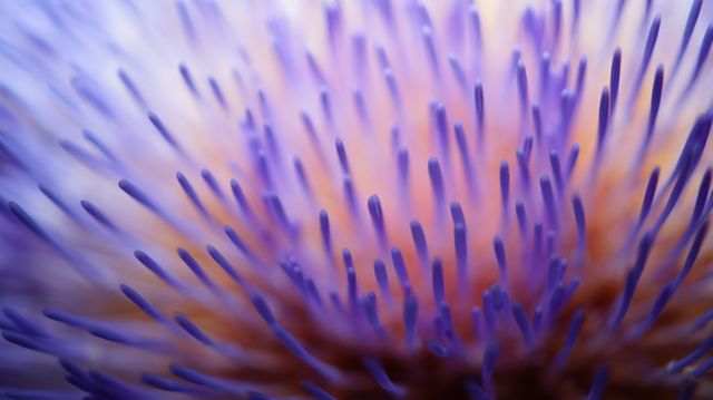 Macro Shot of Vibrant Purple Flower - Download Free Stock Photos Pikwizard.com