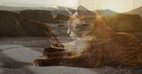 Sunlit cat lounging on blanket blending with rocky seascape at golden hour for cozy concept