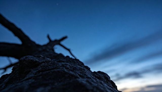 Rugged tree trunk rising toward twilight sky with silhouetted branches and streaked clouds