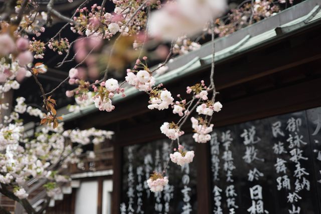 Cherry blossoms are blooming in front of a traditional Japanese temple. The image captures the serene beauty of delicate pink and white flowers against the rustic wooden structure adorned with Japanese writing. Perfect for themes related to Japanese culture, springtime, nature’s beauty, cultural heritage, and tranquil environments. Ideal for promoting tourism, travel blogs, cultural articles, and nature-inspired content.