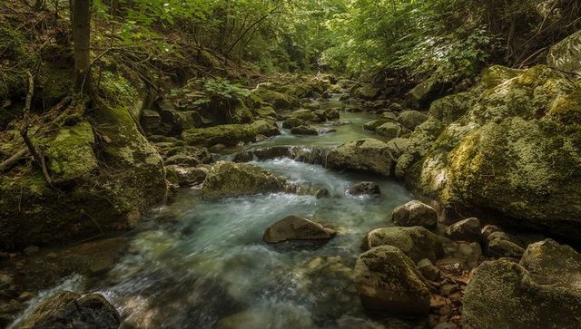 Flowing mountain stream through moss-covered boulders in shaded forest ravine