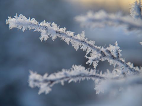 Frost-Covered Twigs with Delicate Ice Crystals Close-Up in Soft Morning Light