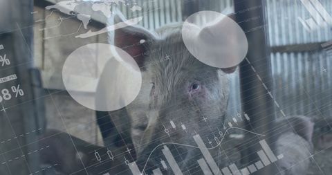 Pigs and Financial Data Overlay on Farm