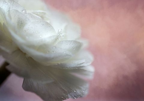 Blooming white ranunculus with water droplets on soft pink background