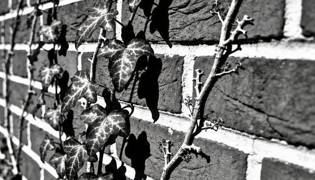 Monochrome ivy climbing brick wall with variegated heart leaves and dramatic shadows