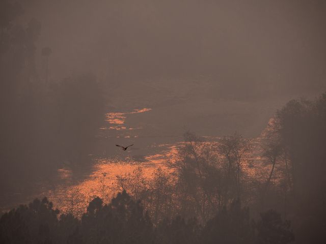 Captures the serene beauty of a misty forest as the sun rises, casting an orange glow on the landscape. A lone bird flies in the foreground, contributing to a peaceful, tranquil scene. Perfect for nature-focused projects, themes of serenity and solitude, or as a calming, scenic background for inspirational or meditation-related material.