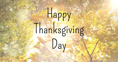 Sunny Thanksgiving Day Message in Autumn Forest - Download Free Stock Images Pikwizard.com