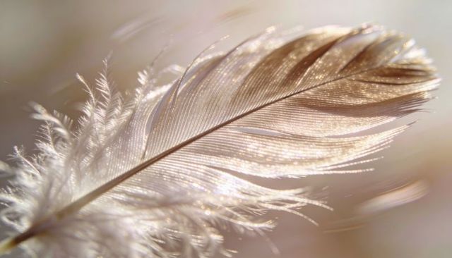 Pale feather glowing in soft backlit macro with sparkling translucent plume