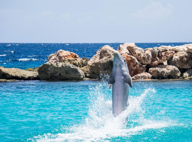 Dolphin captured in mid-leap from vibrant blue sea with rocky shoreline in background. Ideal for use in travel marketing, marine conservation campaigns, educational materials, and summer-related content.