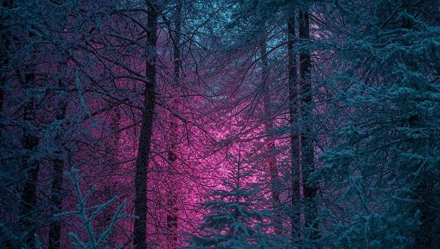 Snowy forest clearing glowing with magenta light at twilight