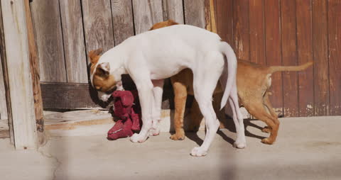 Playful Rescued Puppies Enjoy Sunny Day at Shelter