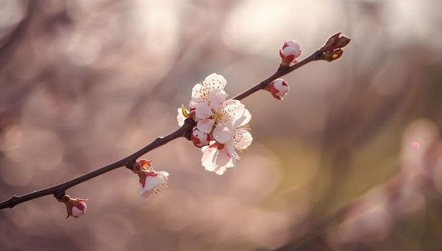 Pale pink spring blossoms on slender branch with soft bokeh sunrise pastel background