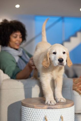 African american woman petting golden retriever puppy on ottoman in cozy living room