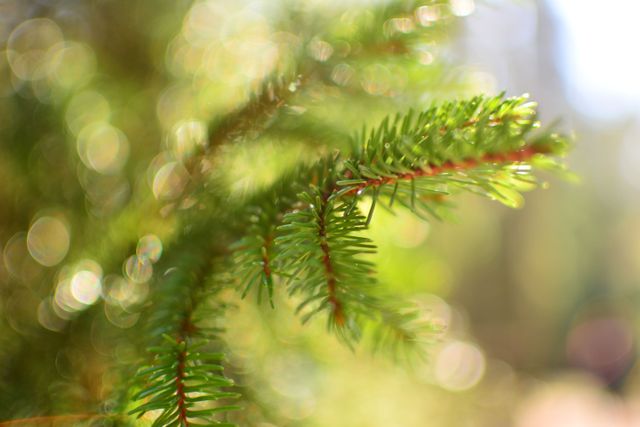 This serene and beautiful close-up captures the details of an evergreen branch against a smooth green bokeh background. Perfect for nature-themed projects, botanical studies, organic textures, or environmental presentations showing the tranquility and beauty of outdoor nature.