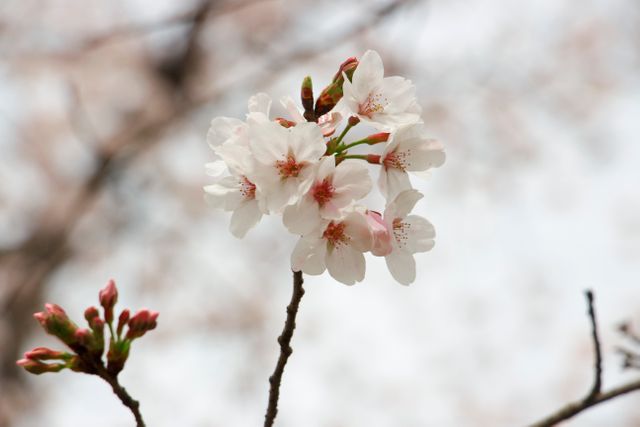 Close-up of Blossoming Cherry Blossoms in Spring - Download Free Stock Photos Pikwizard.com