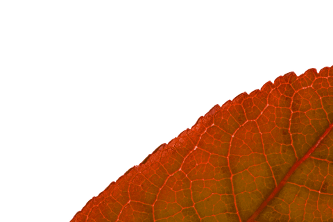 red leaf slice on transparent isolated background for fall designs - Download Free Stock Videos Pikwizard.com