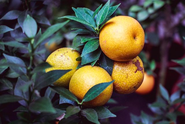 Cluster of ripe oranges growing on a branch with lush green leaves, depicting a healthy and natural setting. Suitable for use in articles about organic farming, gardening, healthy eating, nutrition, tropical fruits, and natural food production.