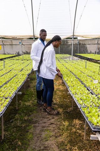 Researchers Monitoring Seedlings in High-Tech Greenhouse Laboratory