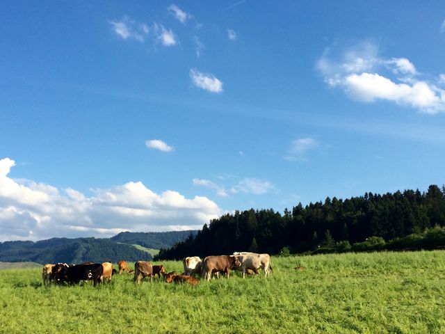 Cows Grazing in Lush Green Field under Clear Blue Sky - Download Free Stock Photos Pikwizard.com