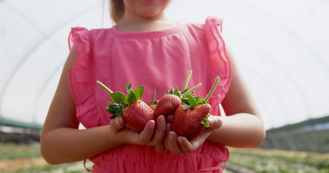 Young girl in pink dress holding freshly picked strawberries inside greenhouse on sunny day. Suitable for themes related to farming, organic produce, healthy eating, summer activities, and childhood experiences.