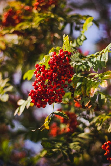 Red berries hanging on a branch surrounded by green and slightly yellowed leaves. This photo captures the beauty of autumn with warm sunlight illuminating the vibrant colors of the berries and leaves. Perfect for use in gardening blogs, seasonal postcards, nature-themed articles, and more.