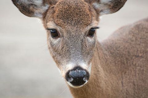Curious young deer staring close-up with wet nose and soft brown fur detail