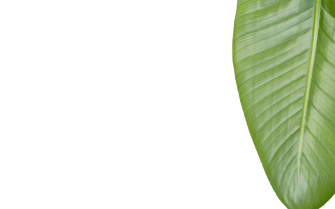isolated textured green leaf transparent detail - Download Free Stock Videos Pikwizard.com
