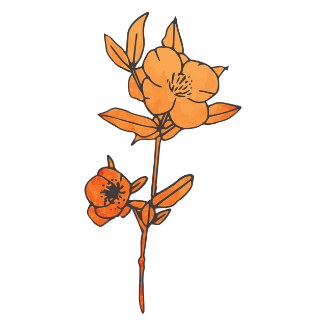 Vector Illustration of Orange Flowers on Transparent Background Evoking Nature and Beauty - Download Free Stock Videos Pikwizard.com