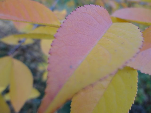 Colorful autumn leaves in shades of yellow and orange, captured up close. Ideal for themes related to seasonal change, nature, and botanical beauty. Perfect for use in nature photography collections, seasonal marketing materials, or educational resources about plant life.