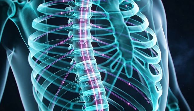 Thoracic spine and rib cage anatomy showing neural pathways and translucent skeleton