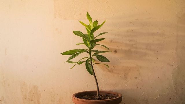 Minimalist potted broadleaf houseplant casting soft shadow on rustic plaster wall