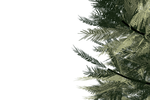realistic green fir branches on transparent background - Download Free Stock Videos Pikwizard.com