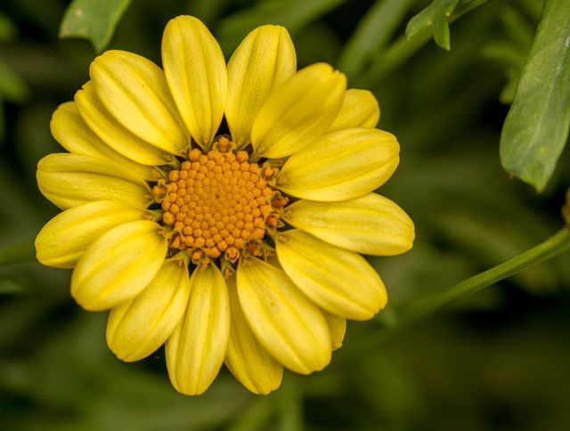 This image captures a detailed view of a vibrant yellow daisy blossom surrounded by green foliage. Ideal for use in nature-related articles, gardening magazines, floral design inspirations, or as decorative artwork in botanical or plant-related settings.