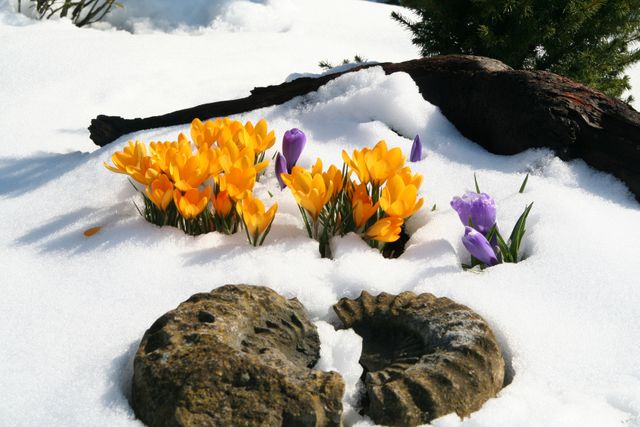 Yellow and Purple Crocus Flowers Blooming Through Snow in Early Spring - Download Free Stock Photos Pikwizard.com