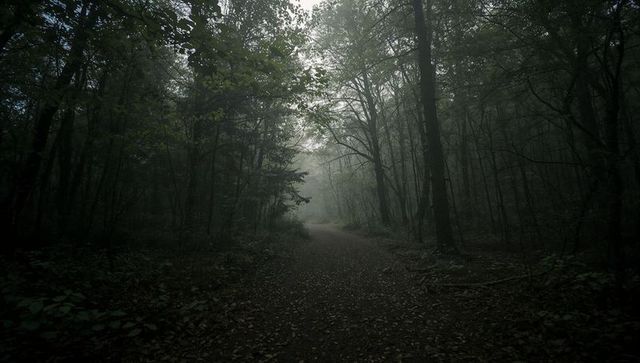 Misty woodland pathway with tranquil atmosphere