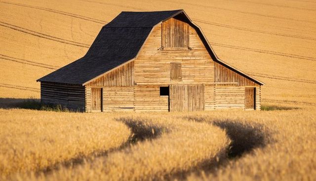 Gambrel-roof wooden barn standing amid golden wheat field with curving tractor tracks