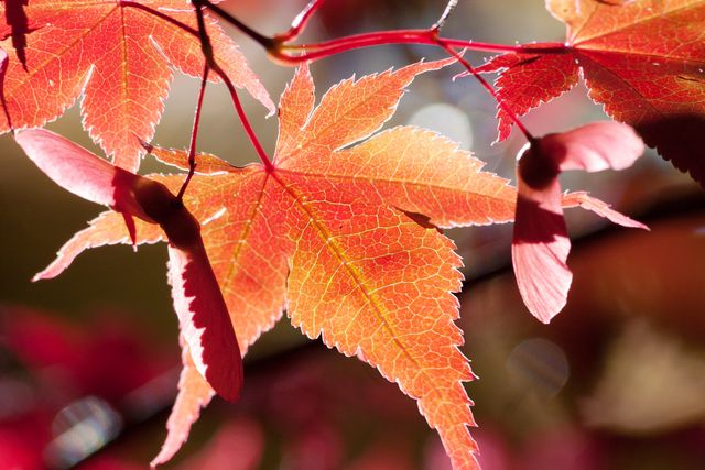 Vibrant Autumn Maple Leaves with Sunlight - Download Free Stock Photos Pikwizard.com