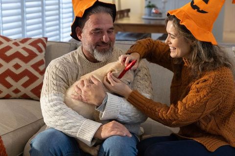 Couple wearing halloween witch hats grooming puppy on couch, smiling cozy autumn moment