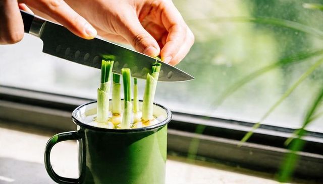 Trimming scallion tips with chef knife for windowsill regrowth in green enamel mug