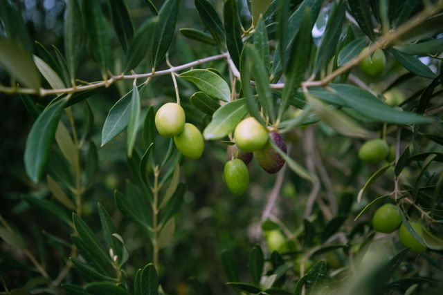 Close-up of olives on branch in farm