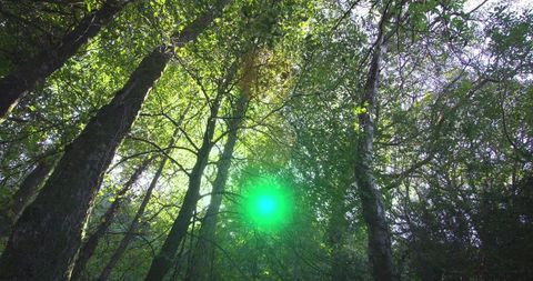 Glowing Green Orb Floating Through Sunlit Forest Canopy Among Tall Trees and Foliage