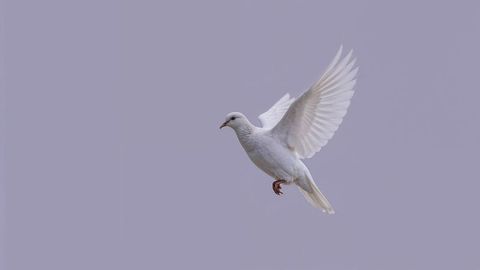 White dove gracefully soaring in lavender sky for condolences