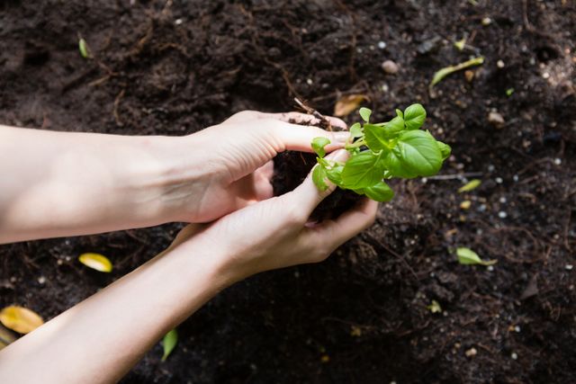 Woman planting young plant into the soil in garden