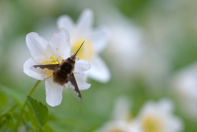 Close-up of a bee fly resting on a white flower, surrounded by a vibrant green meadow. Perfect for use in nature-themed publications, pollination studies, educational materials about insects, spring and summer marketing.