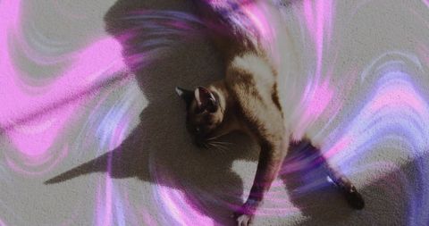 Siamese cat stretching on beige carpet casting pink-purple light swirls and shadow