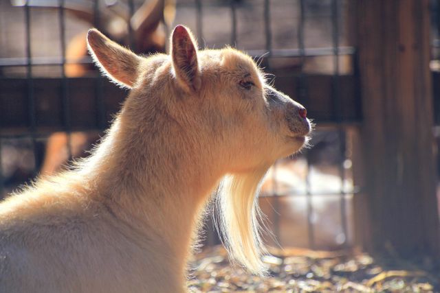 Goat with long beard captured in side profile, basking in sunlight. Perfect for use in agricultural, educational, or lifestyle content featuring farm animals and rural life.