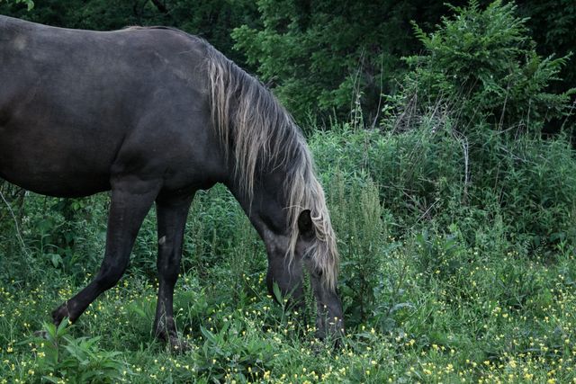 A serene scene featuring a horse grazing in a vibrant green meadow. The area is lush with various plants and flowers, complemented by the presence of trees in the background. Suitable for use in advertisements for rural getaways, animal care products, natural landscapes, and countryside living.